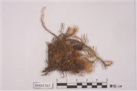 藏品(齒鞭廣萼蘚)的圖片